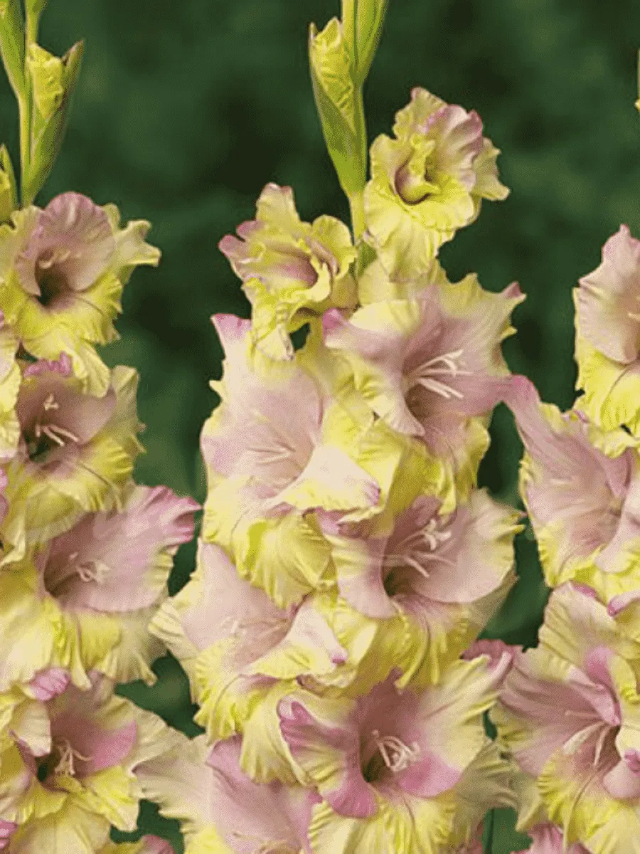 Гладиолус Mon Amour