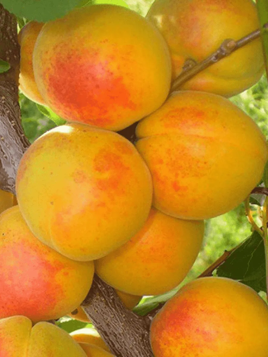 Абрикос Чемпион севера