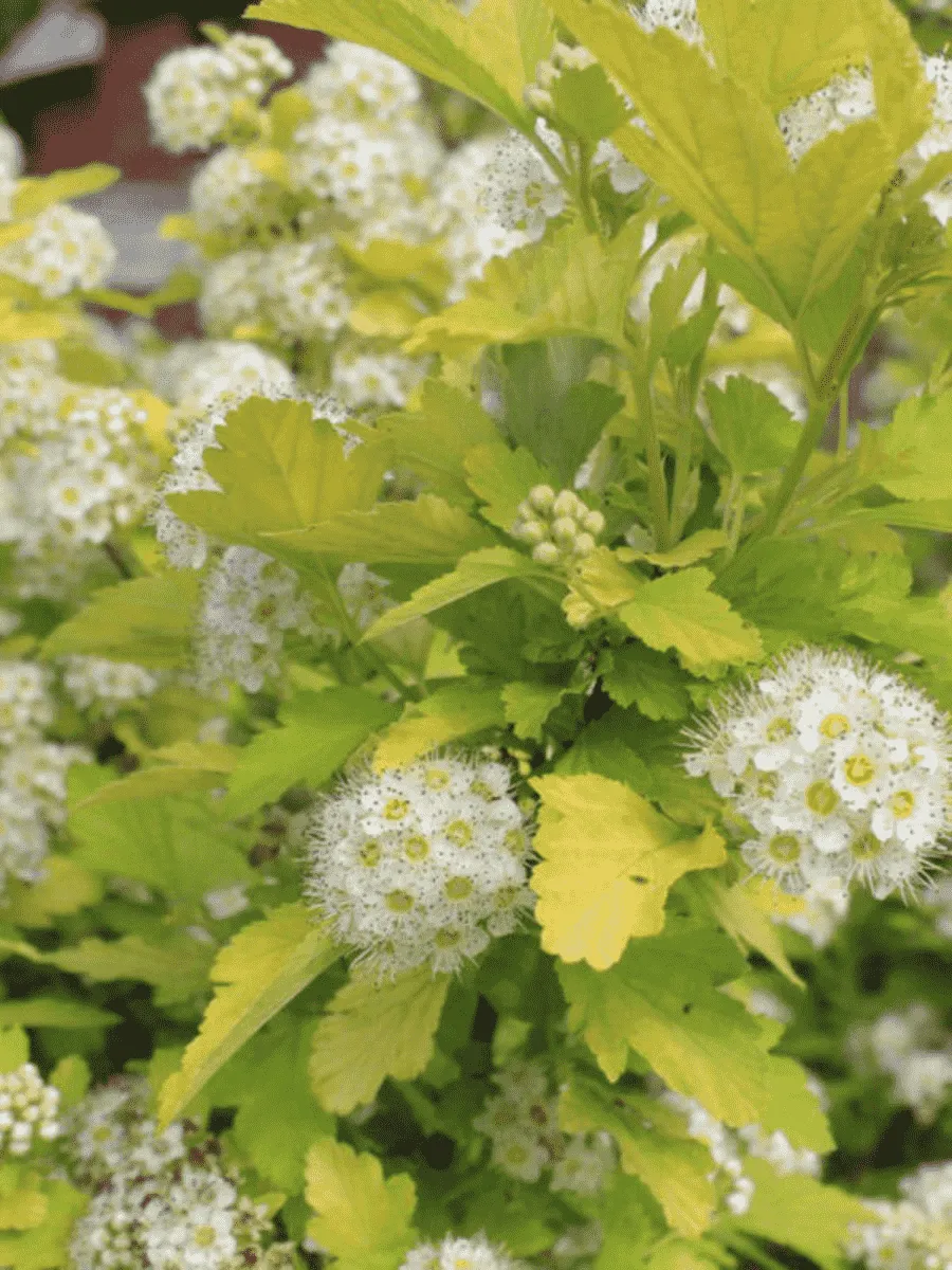 Пузыреплодник калинолистный Nugget