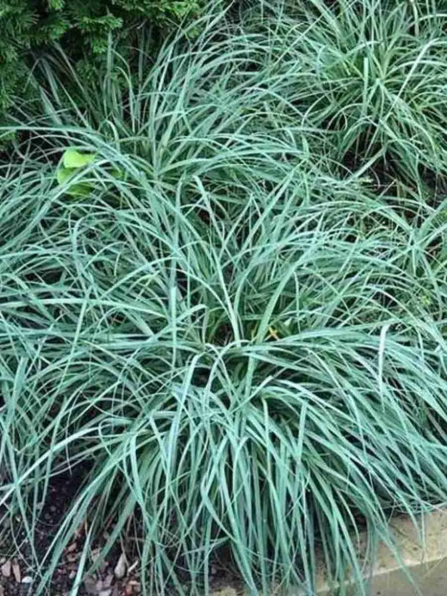 Осока повислая Blue Zinger