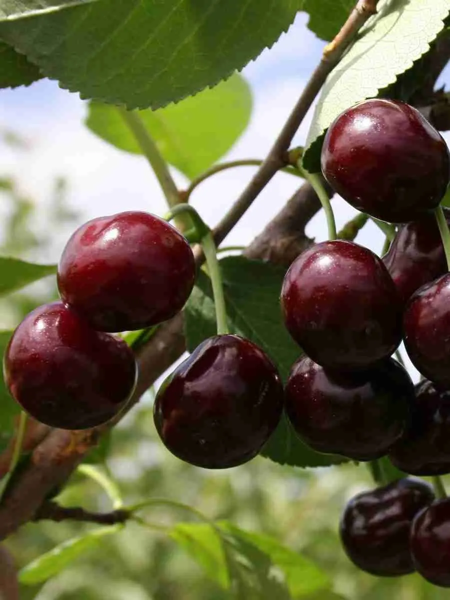 Дюк (Черевишня)