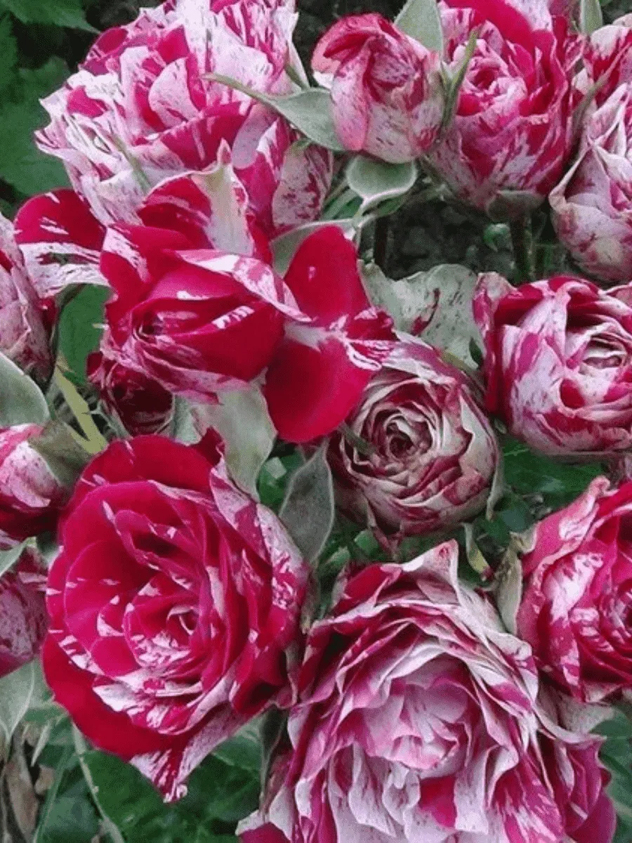 Роза спрей Arrow Folies