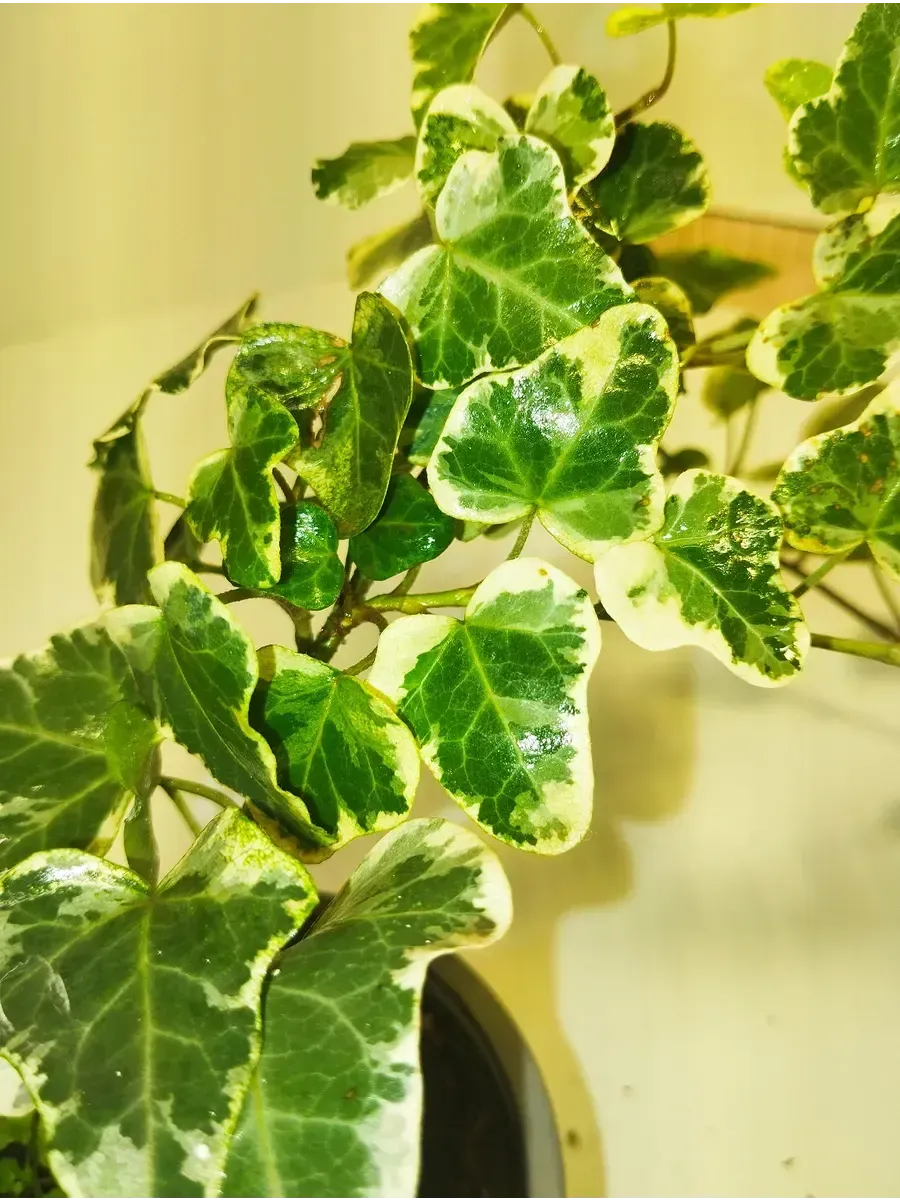 Плющ обыкновенный Mini White Wonder