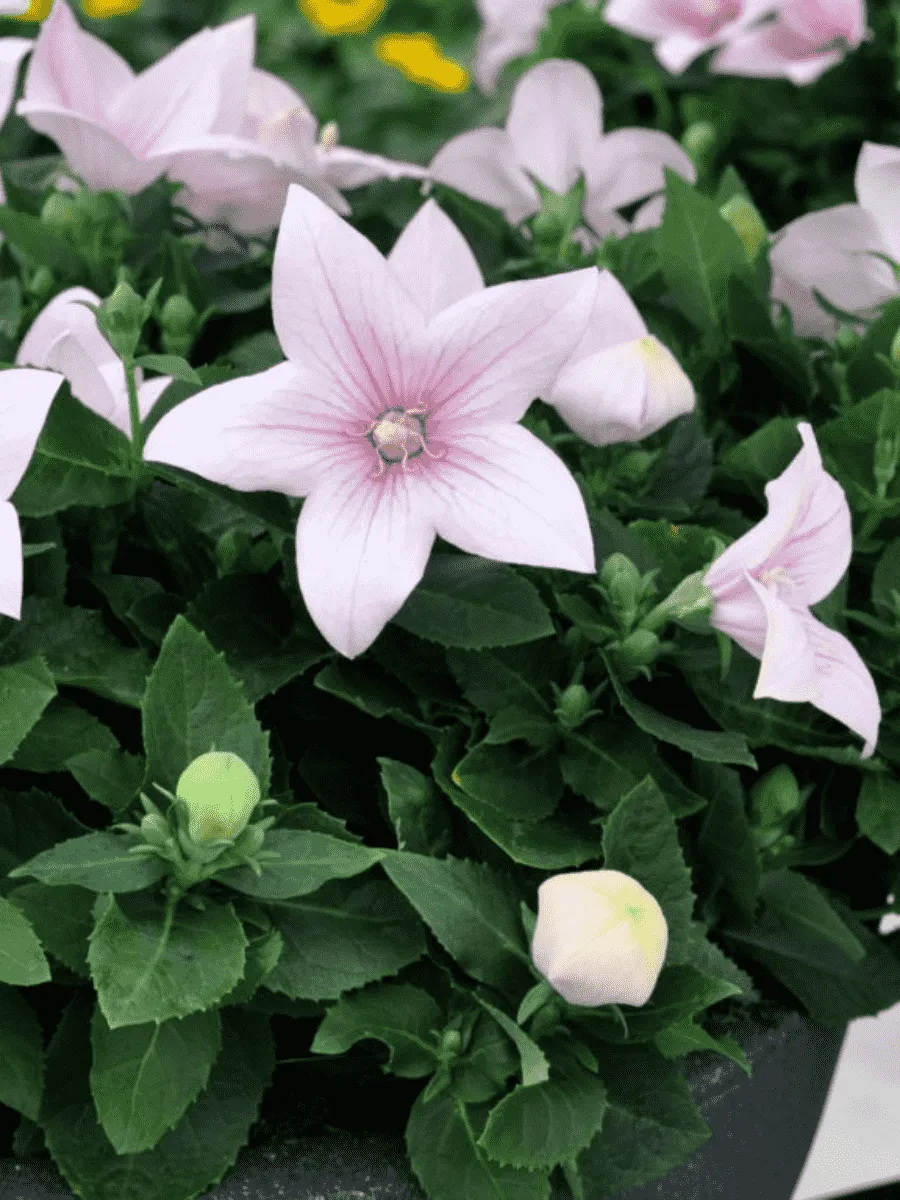 Платикодон крупноцветковый розовый