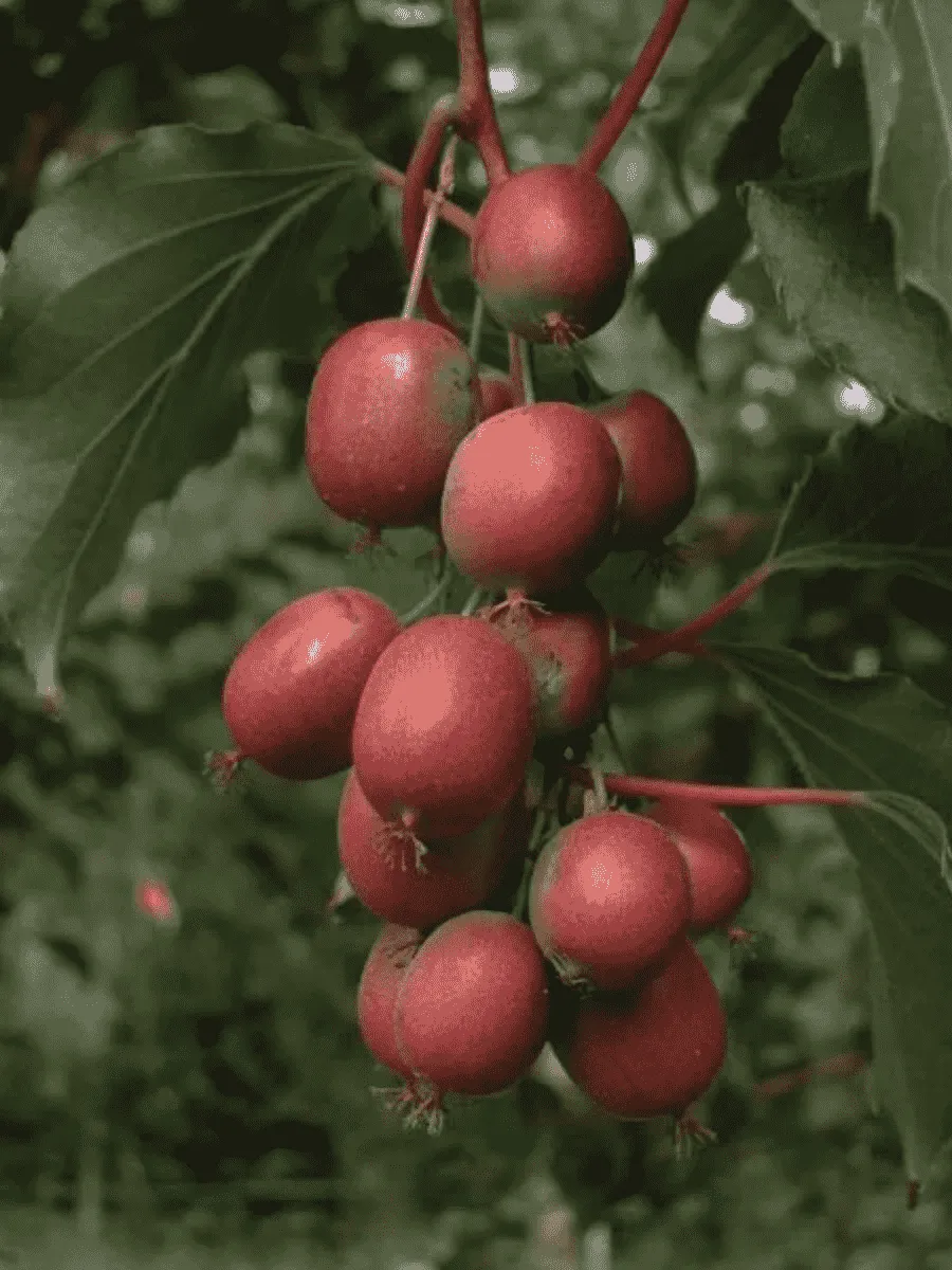 Актинидия Аргута Ken`s Red