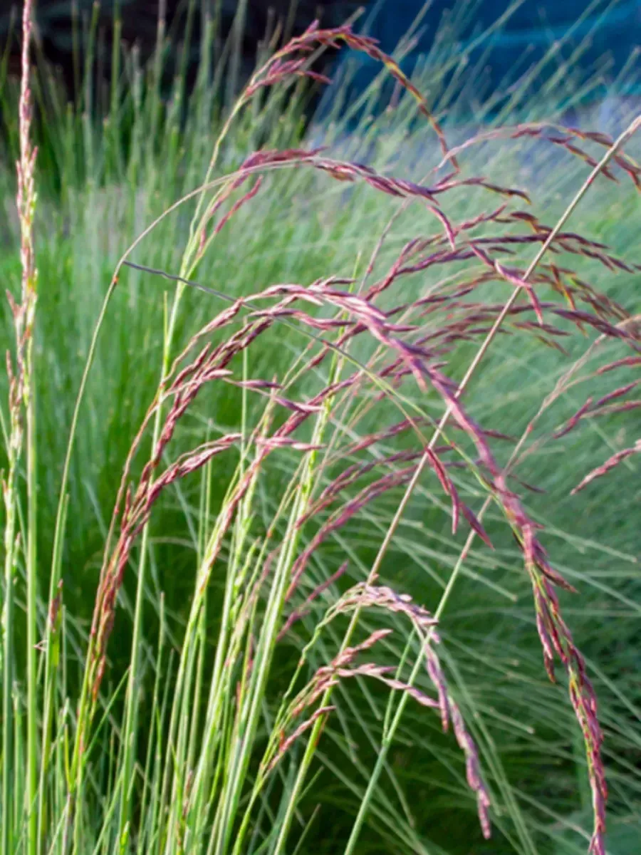 Овсяница аметистовая