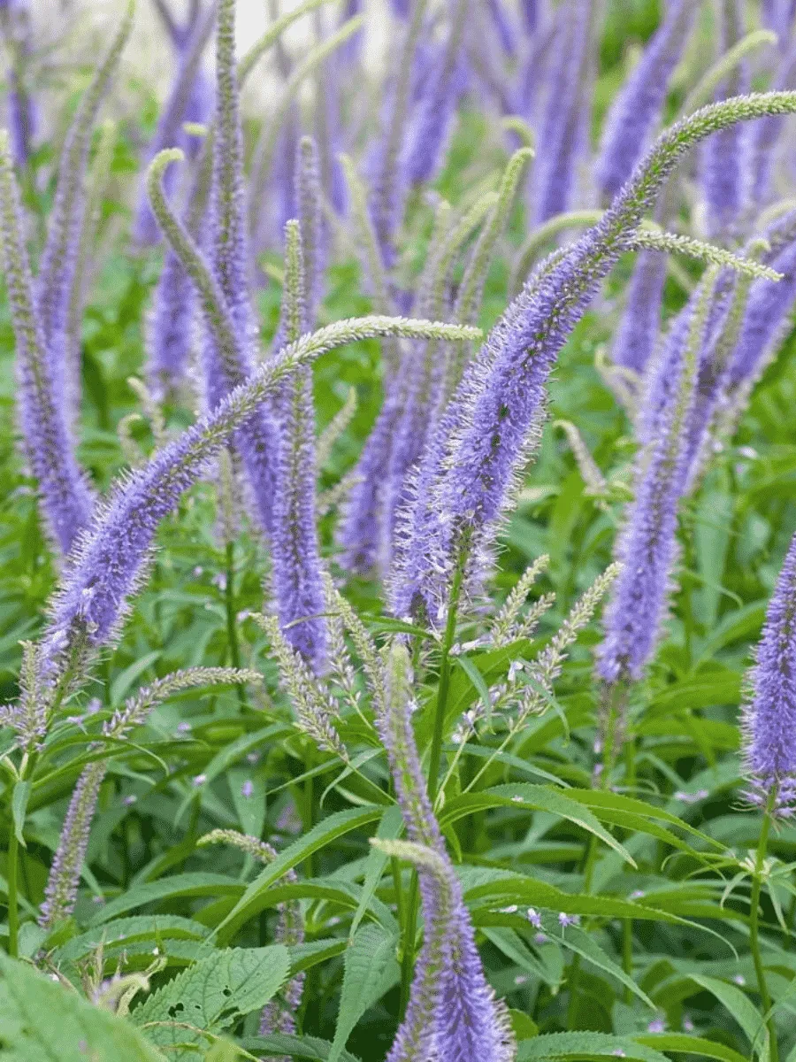 Вероникаструм виргинский Apollo