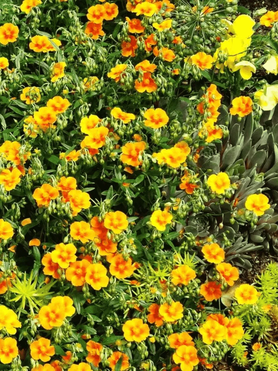 Солнцецвет