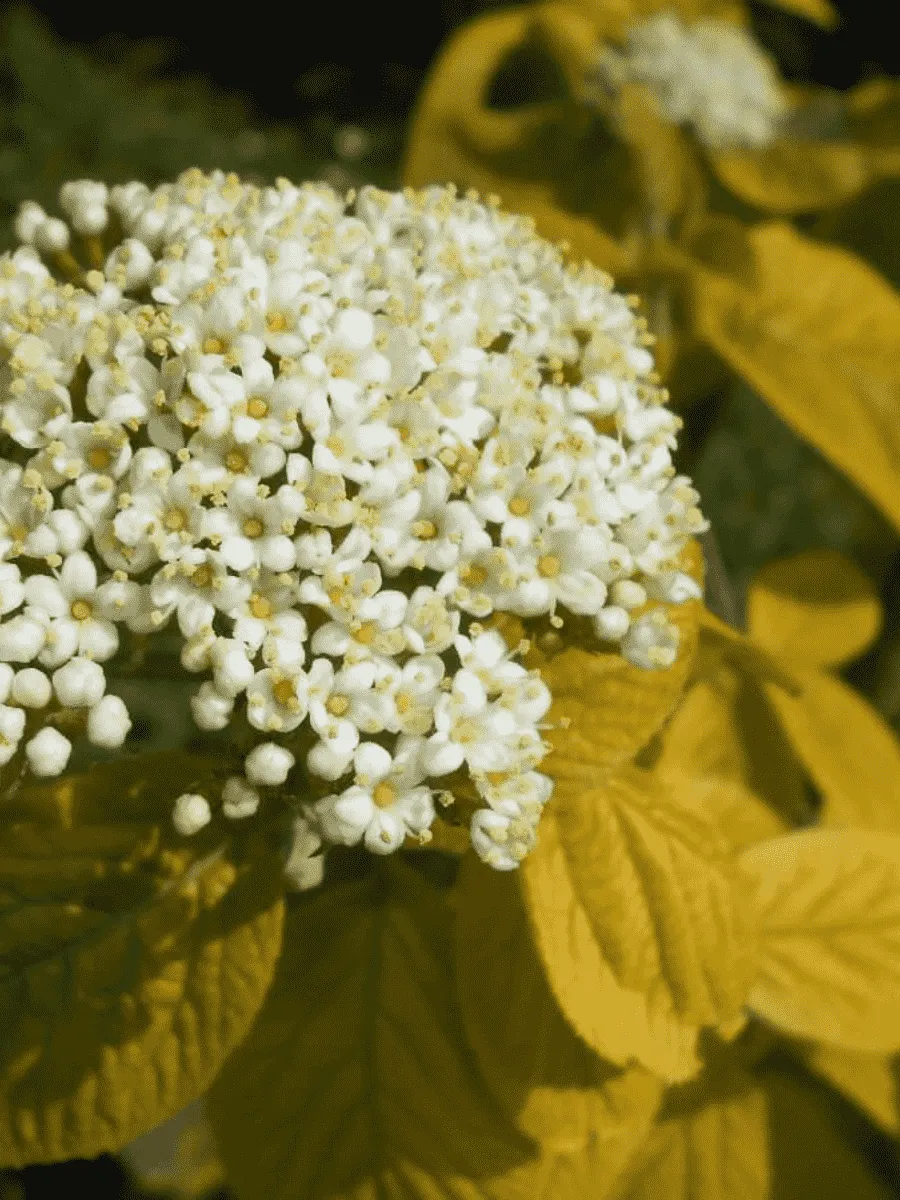 Калина гордовина Aureum