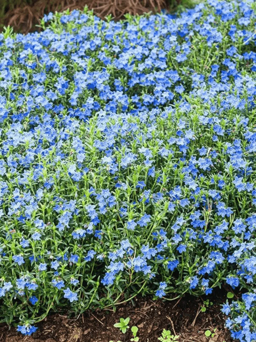 Литодора раскидистая Grace Ward