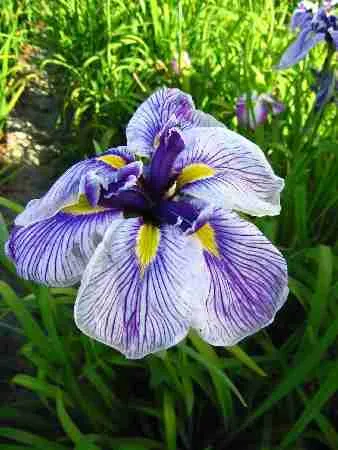 Ирис мечевидный Royal Pageant