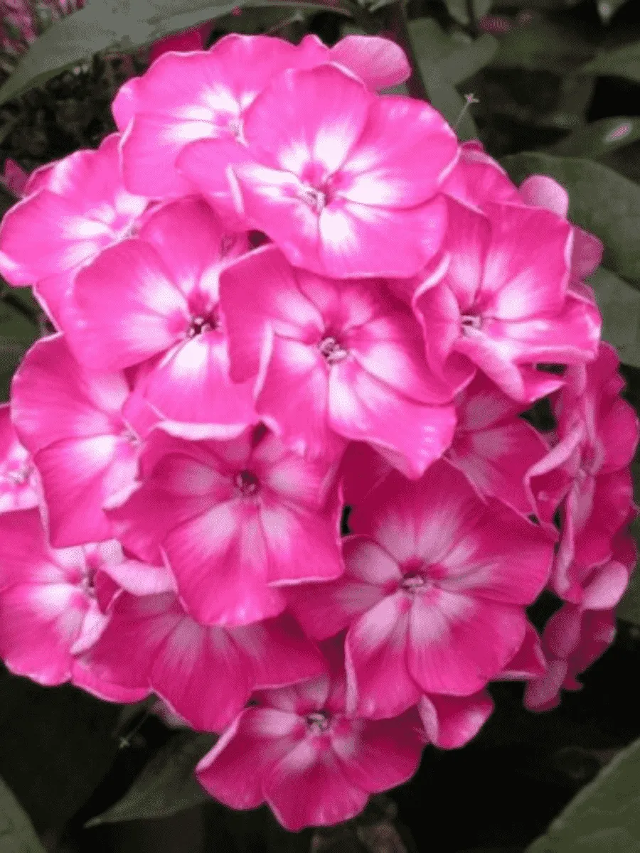 Флокс метельчатый Евгения