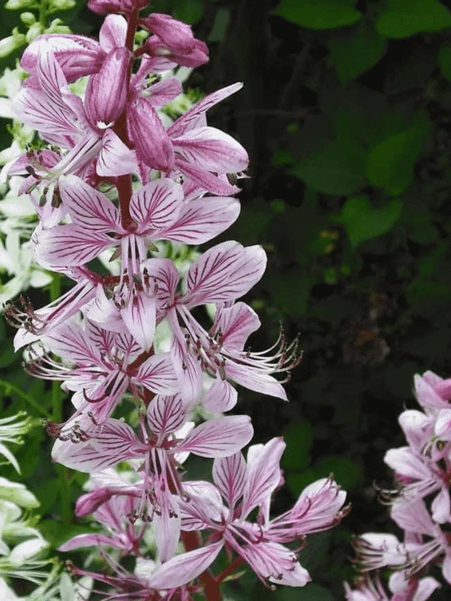 Ясенец белый Purpureus