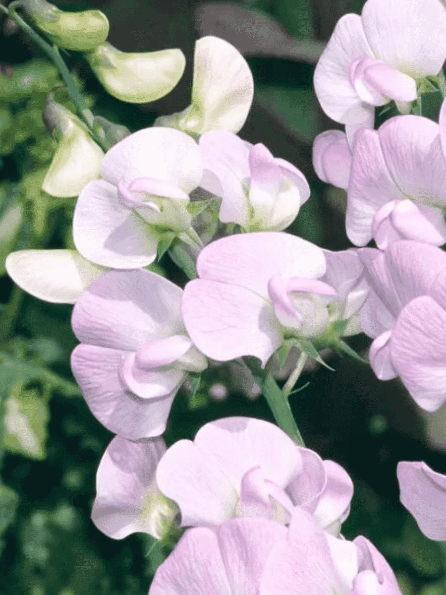 Чина широколистная Pink Pearl