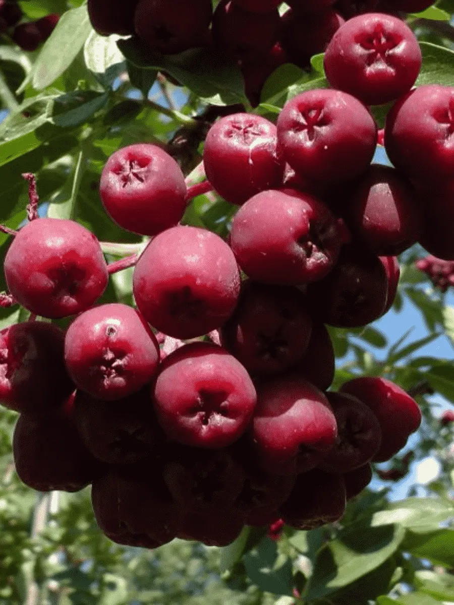 Рябина сладкоплодная Гранатная