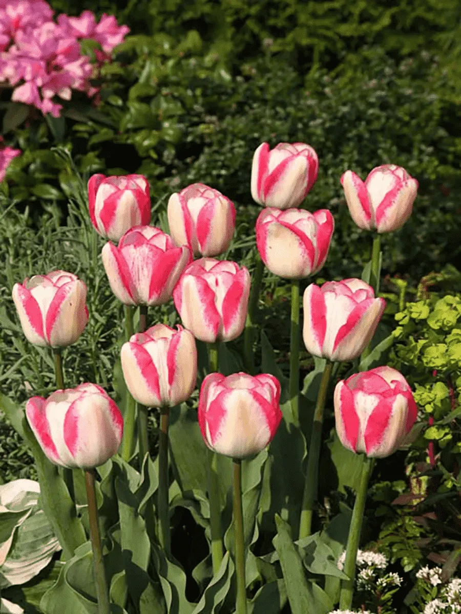 Тюльпан Playgirl