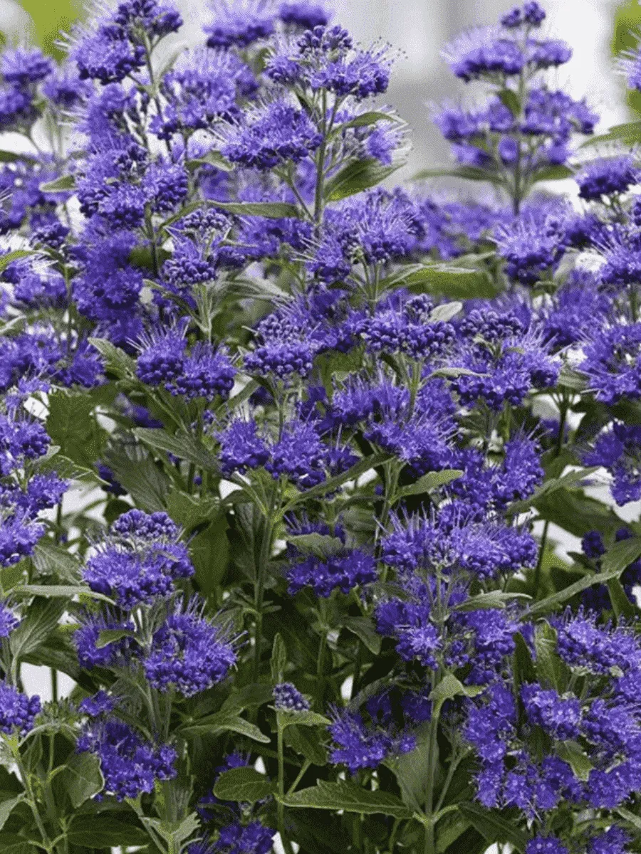 Кариоптерис