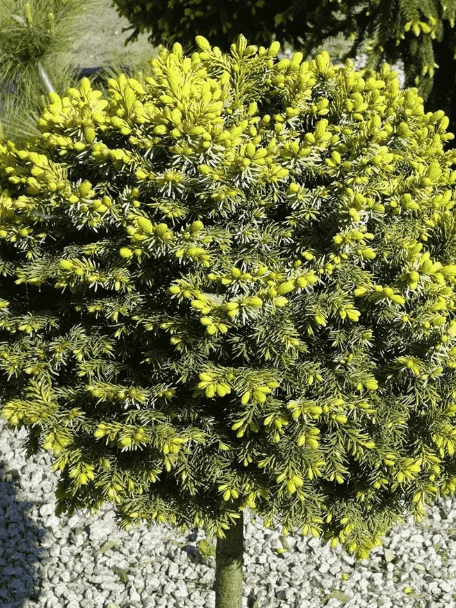 Ель сербская Peve Tijn