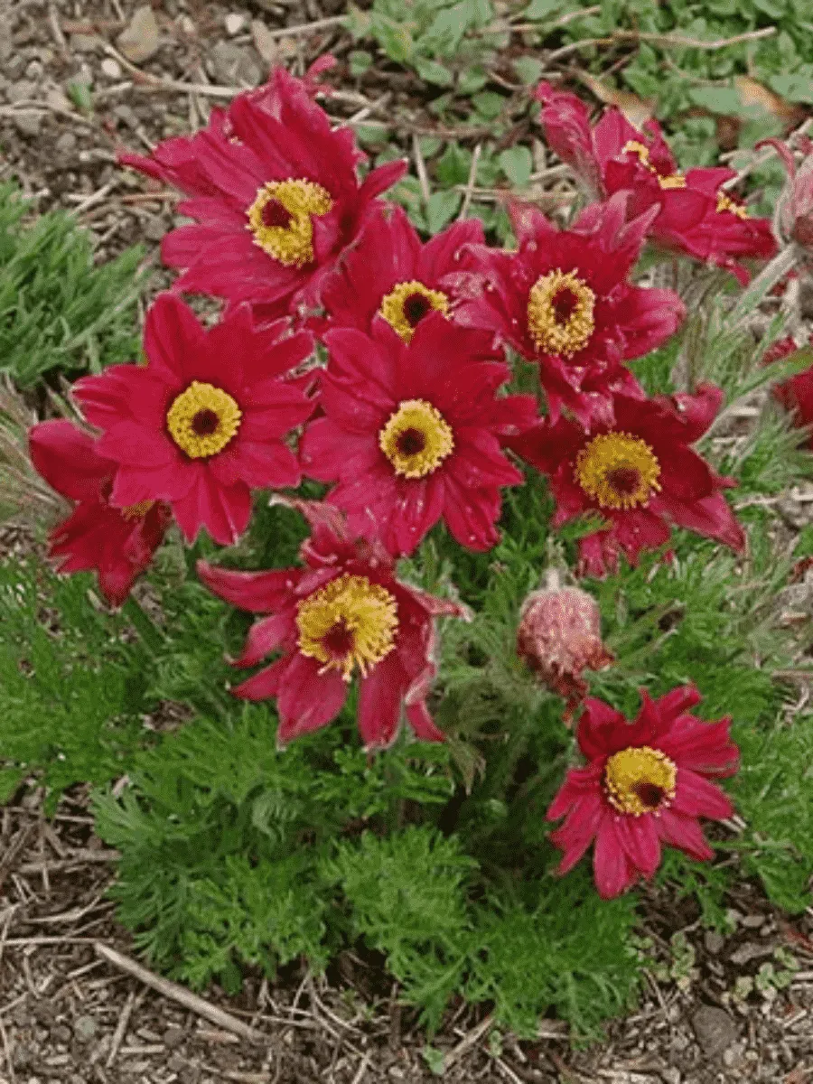 Прострел обыкновенный Rote Glocke