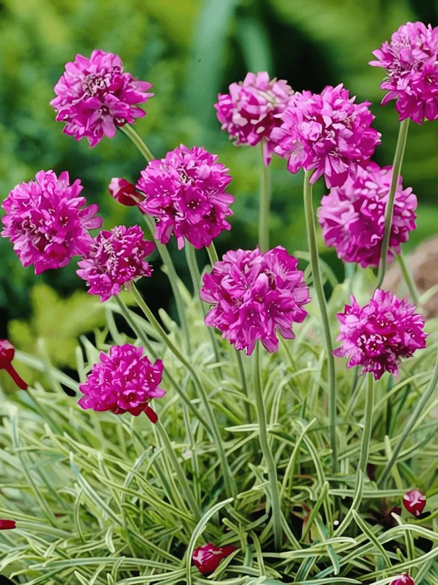 Армерия приморская Nifty Thrifty