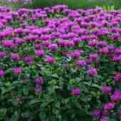 Монарда гибридная Prairienacht