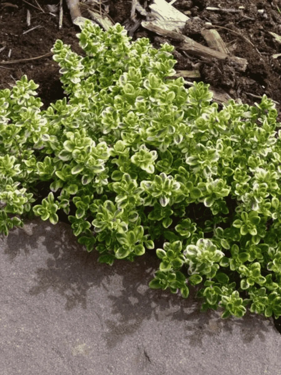 Тимьян лимоннопахнущий Lemon