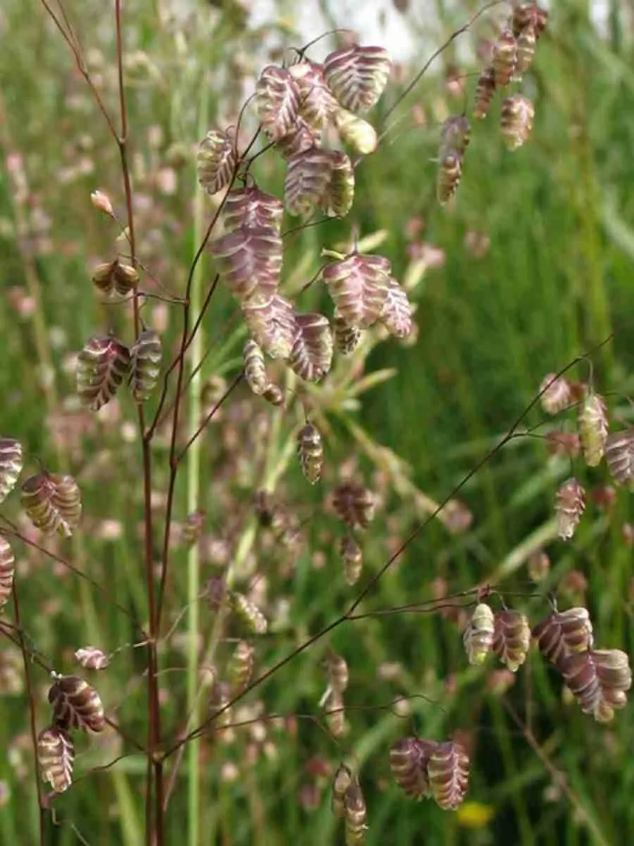 Трясунка средняя