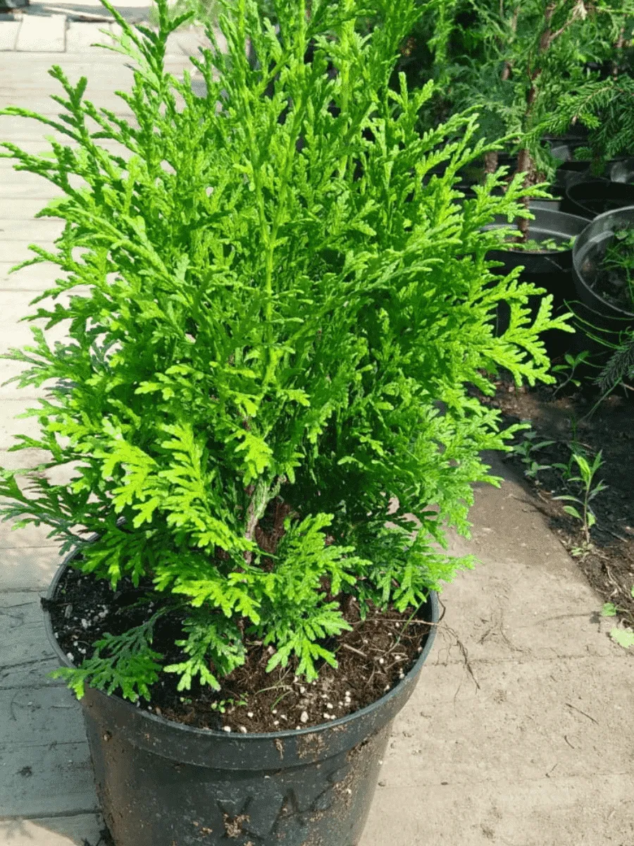 Туя западная Huebner