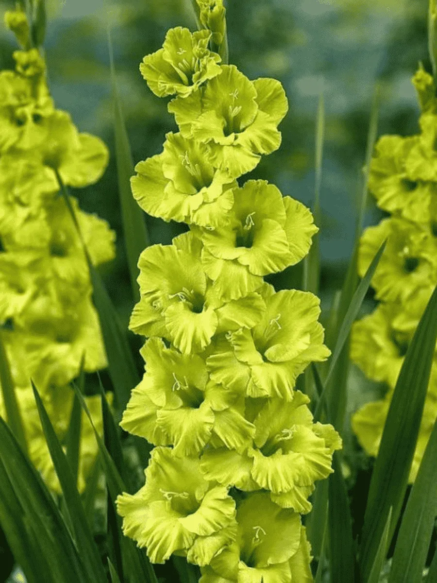 Гладиолус Spring Green