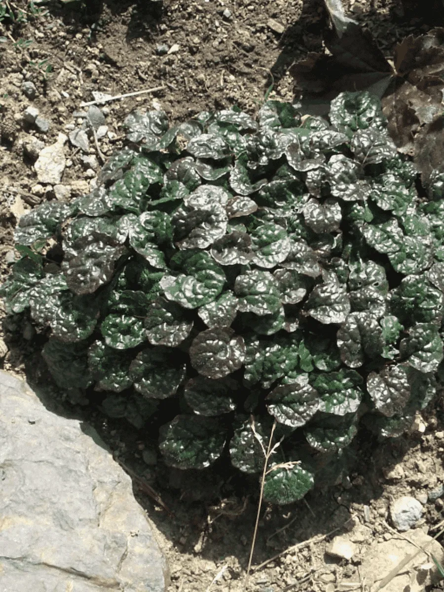 Живучка ползучая Metalica Crispa