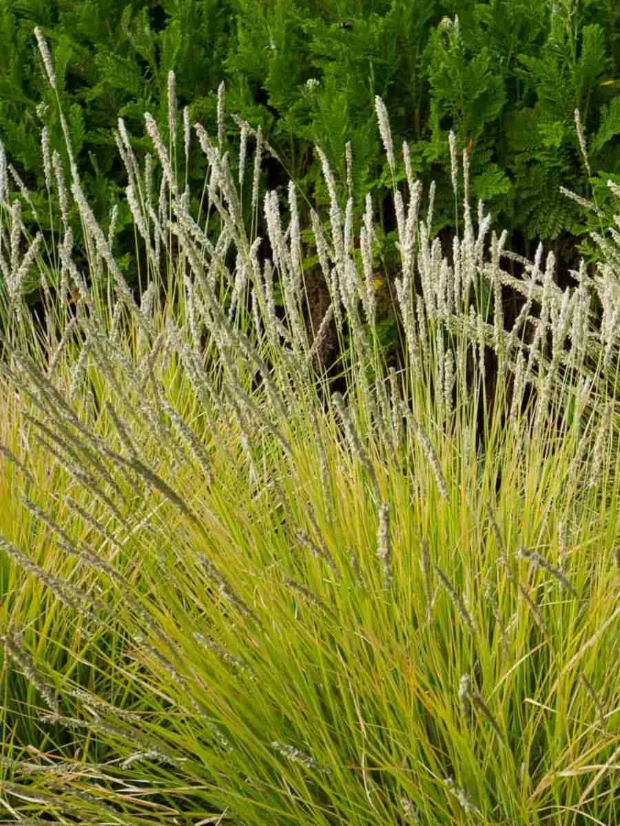 Сеслерия серебристая Argentea