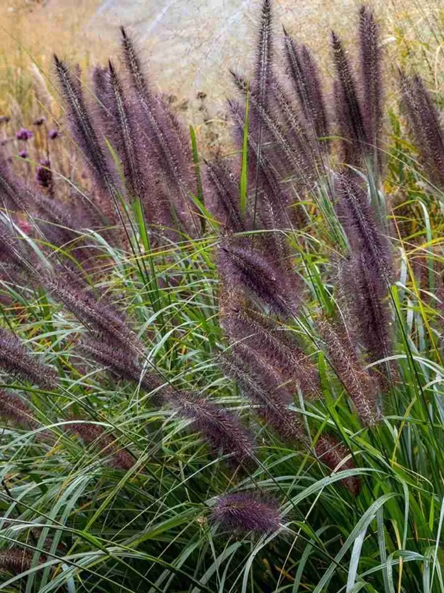 Пеннисетум лисохвостый Black Beauty