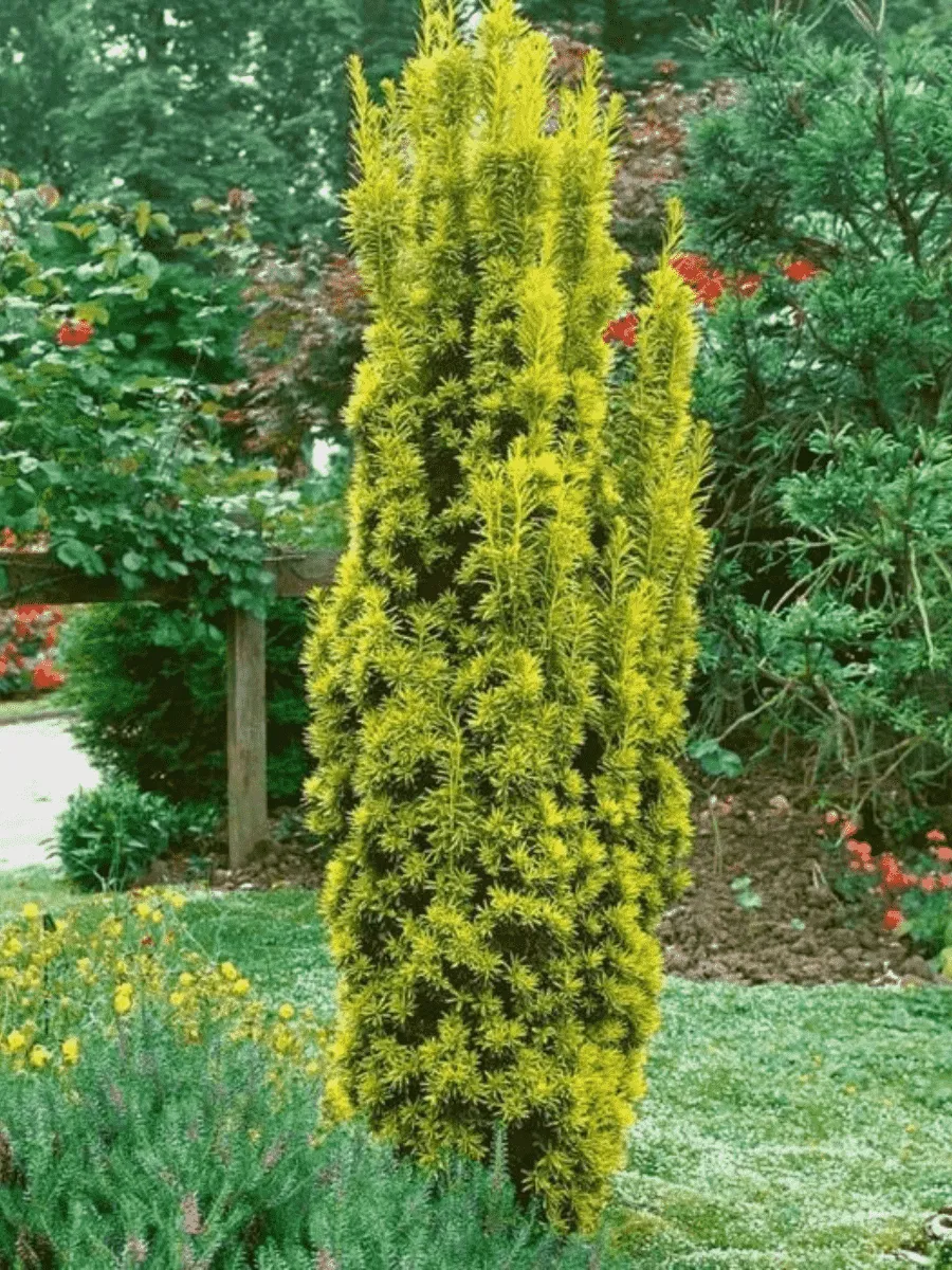 Тис ягодный Fastigiata Aurea