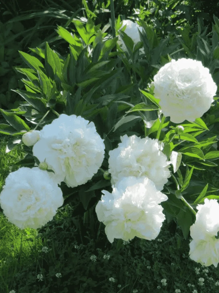 Пион Moon over Barrington