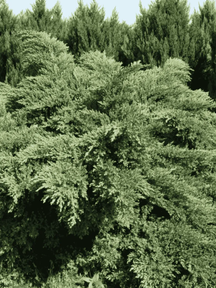 Можжевельник виргинский Hetz