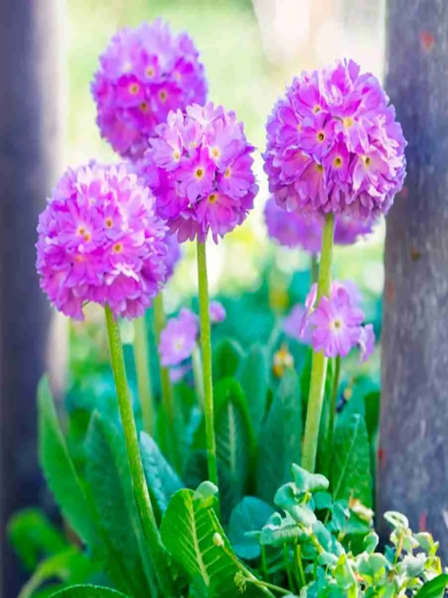 Примула мелкозубчатая Prom Lilac