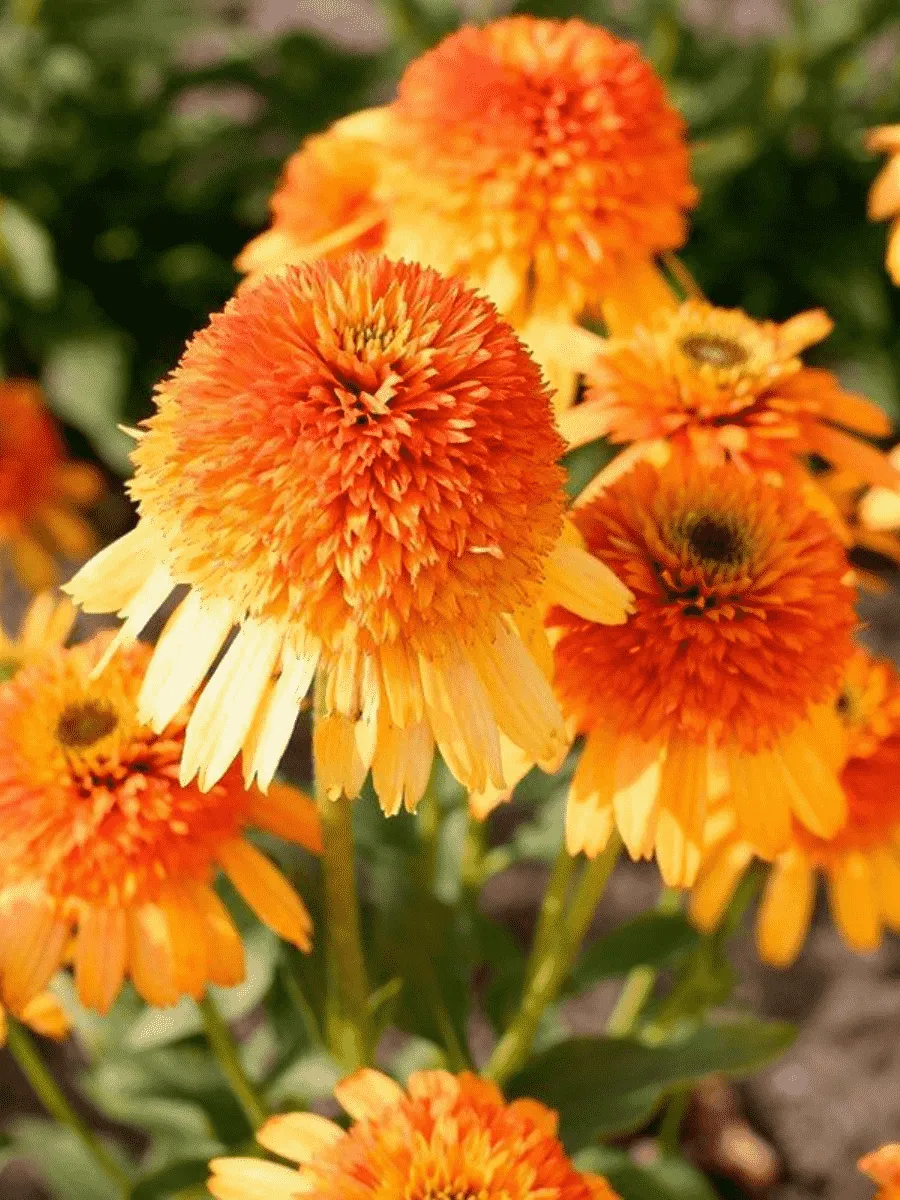 Эхинацея пурпурная Rhytmes in Orange