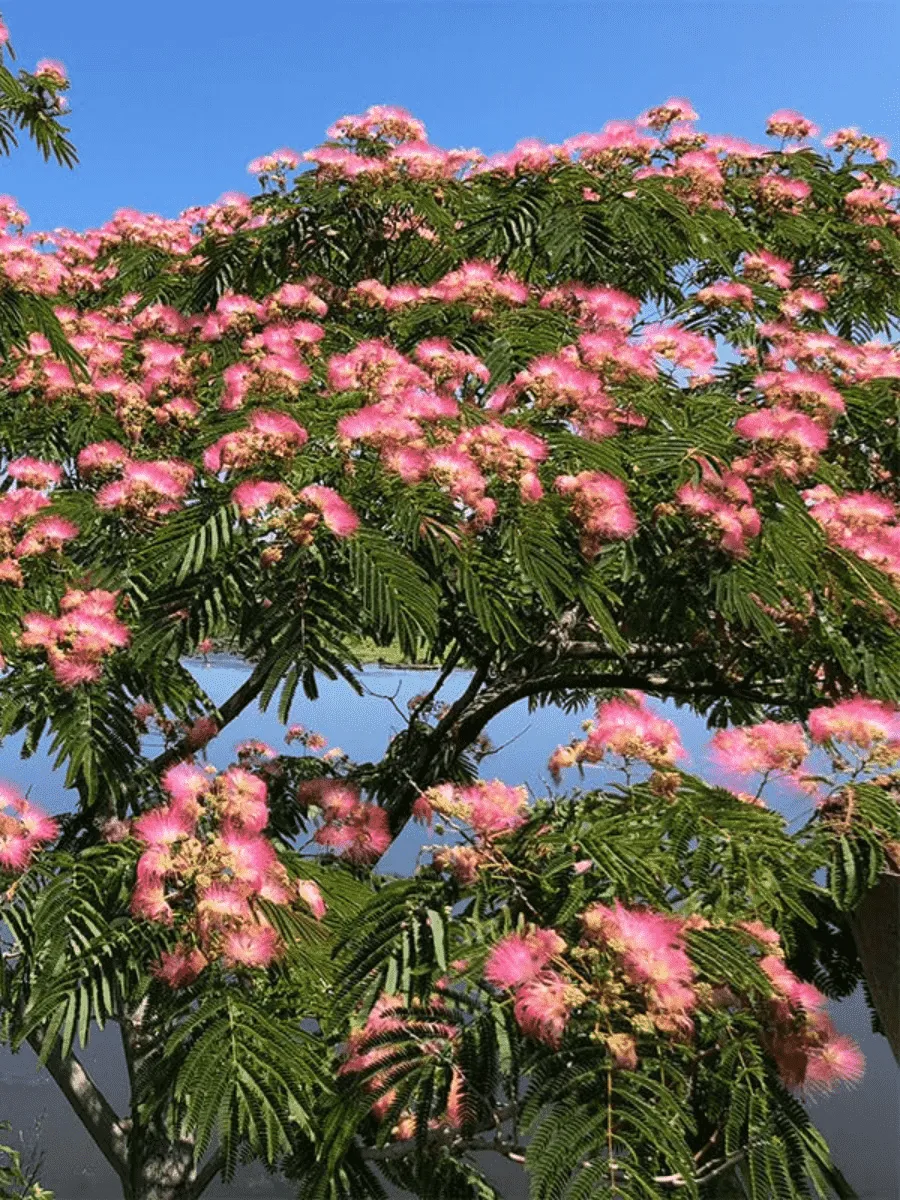 Альбиция ленкоранская 