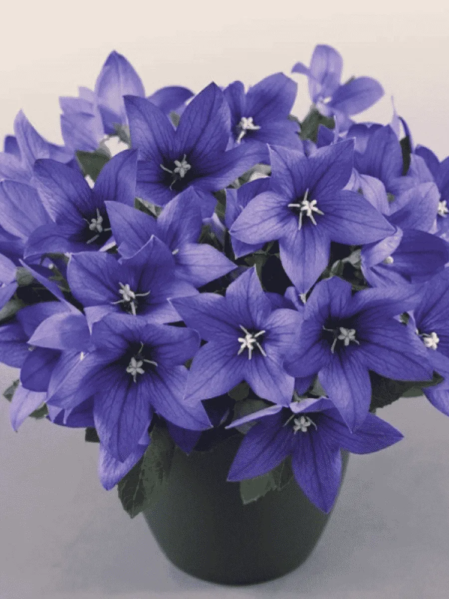 Платикодон крупноцветковый Pop star Blue