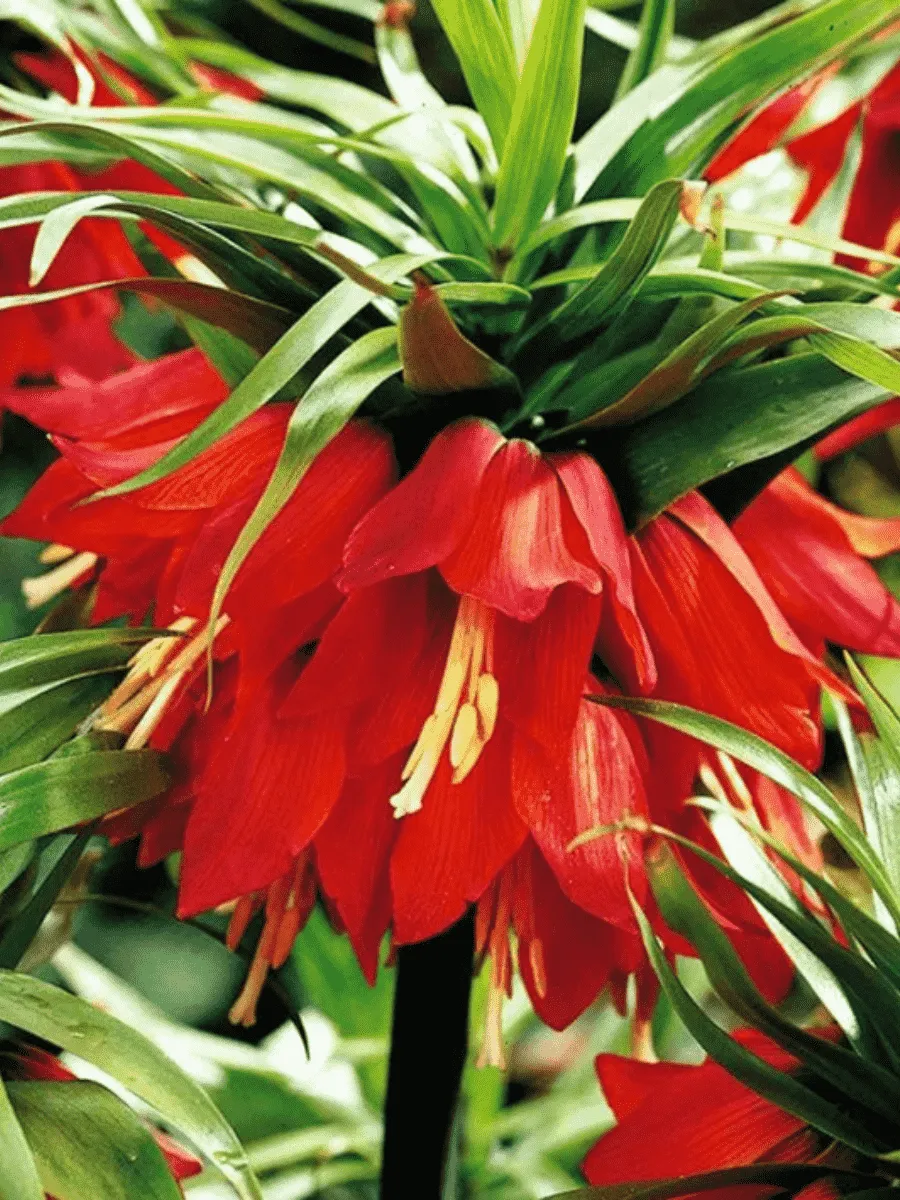 Рябчик императорский Rubra