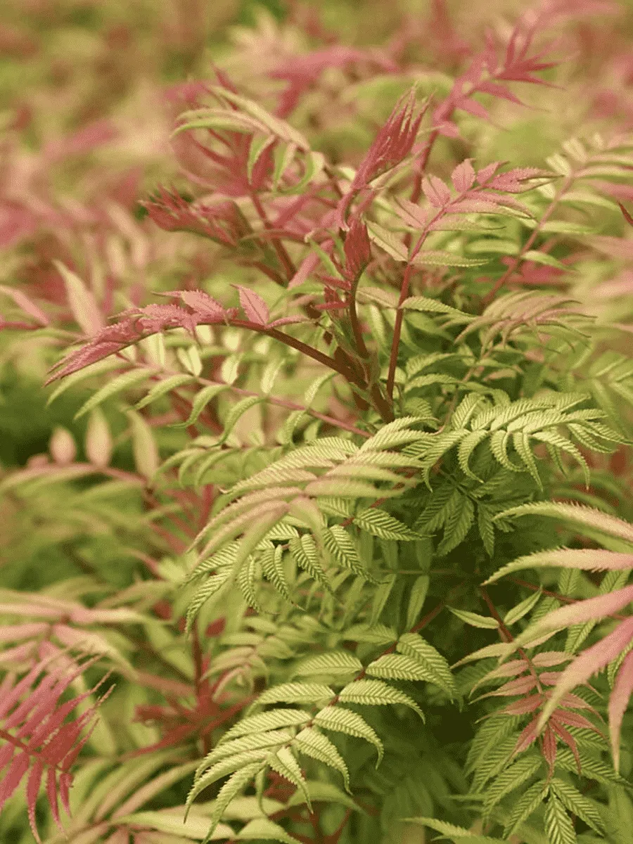 Рябинник рябинолистный Sem