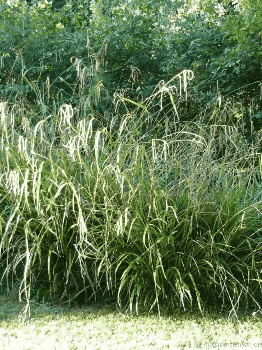 Осока висячая