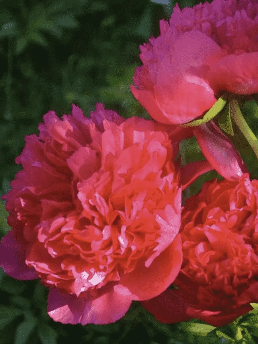 Пион Молочноцветковый Command Performance