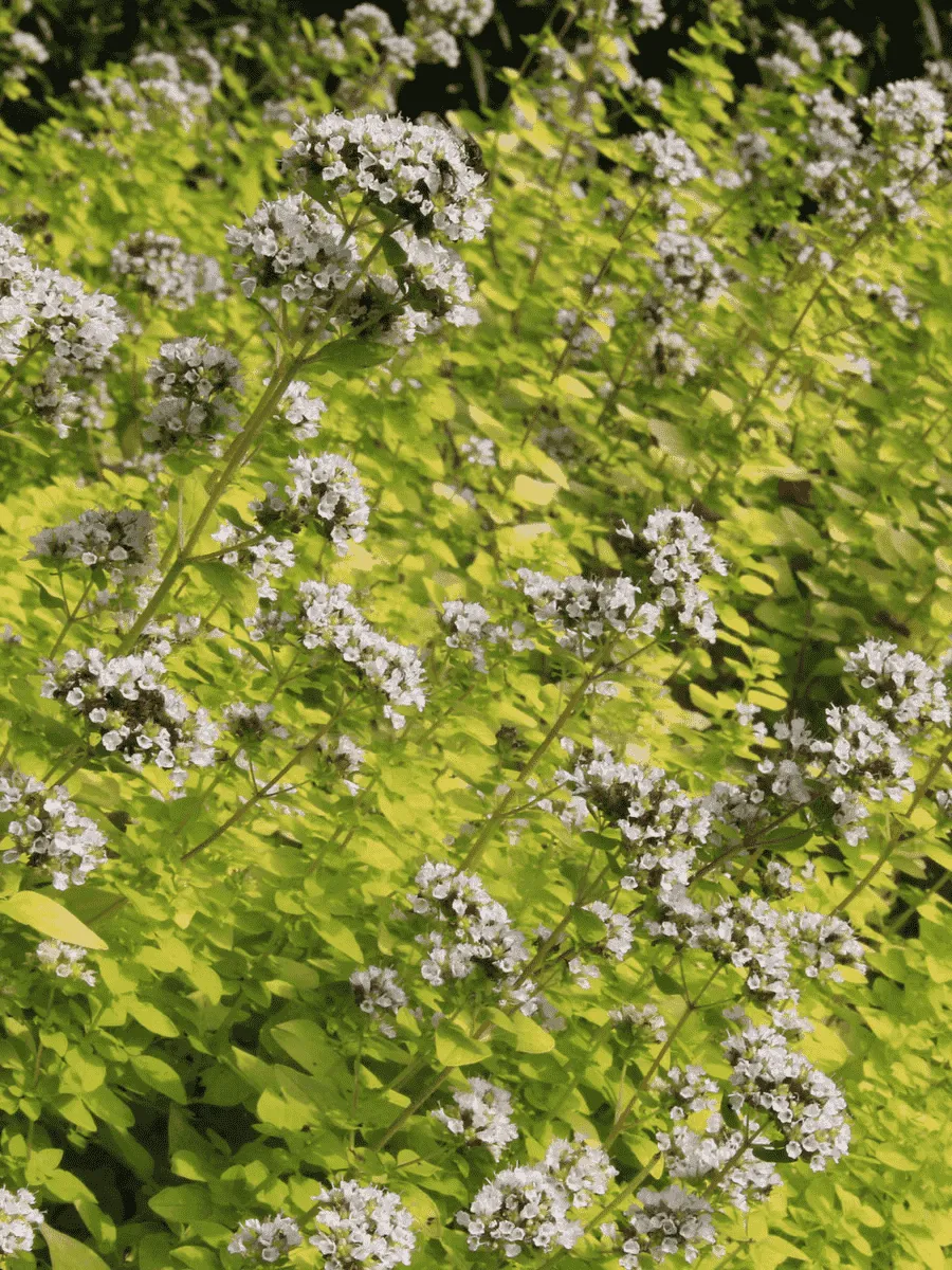 Душица обыкновенная Thumble`s Variety