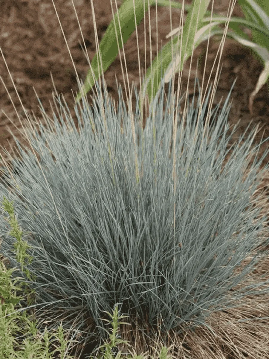 Овсяница сизая Cool as ice