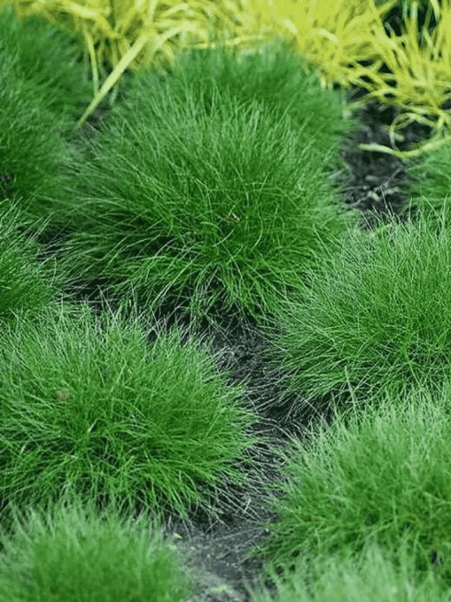 Овсяница Гаутера Pic Carlit