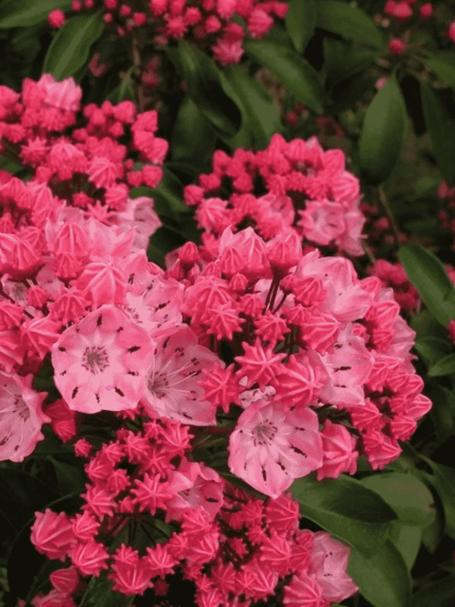 Кальмия широколистная Ewa