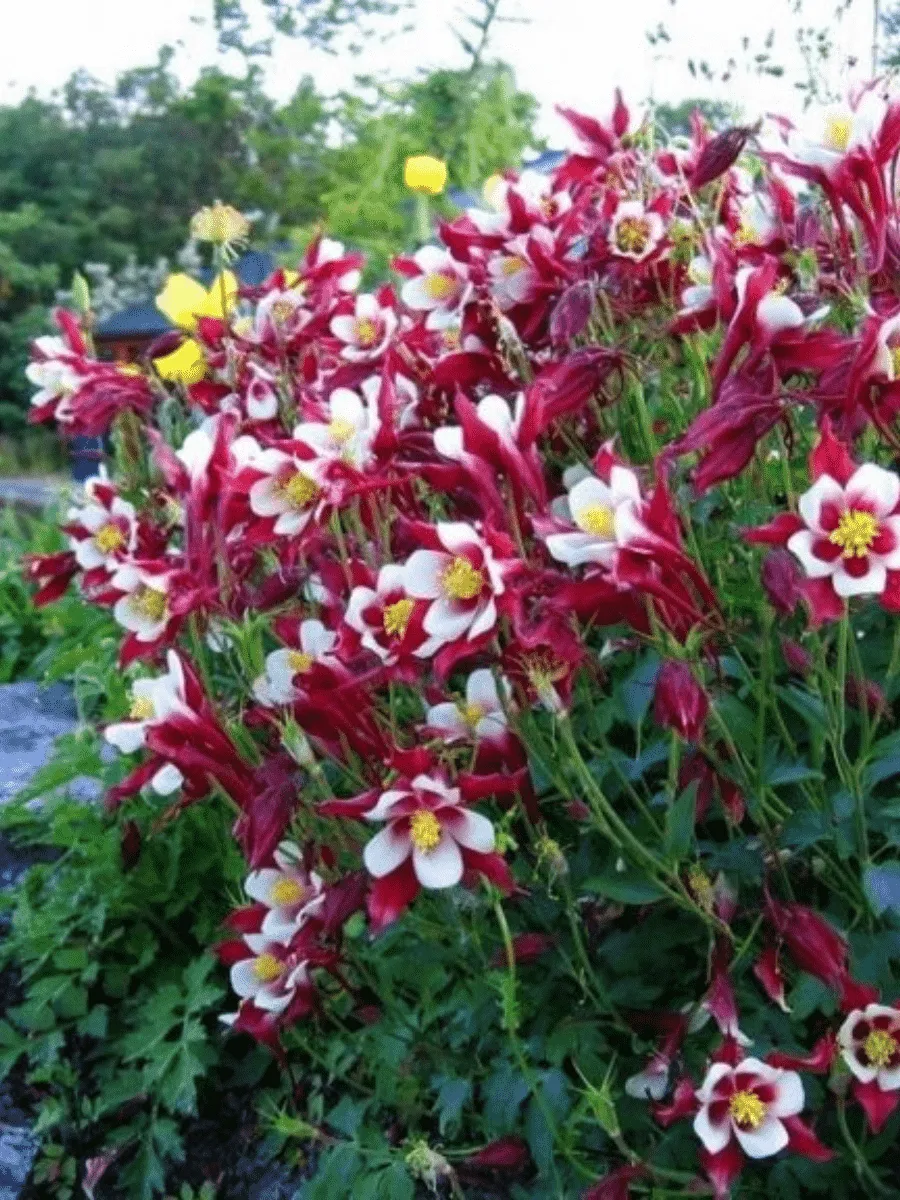 Аквилегия обыкновенная Crimson Star