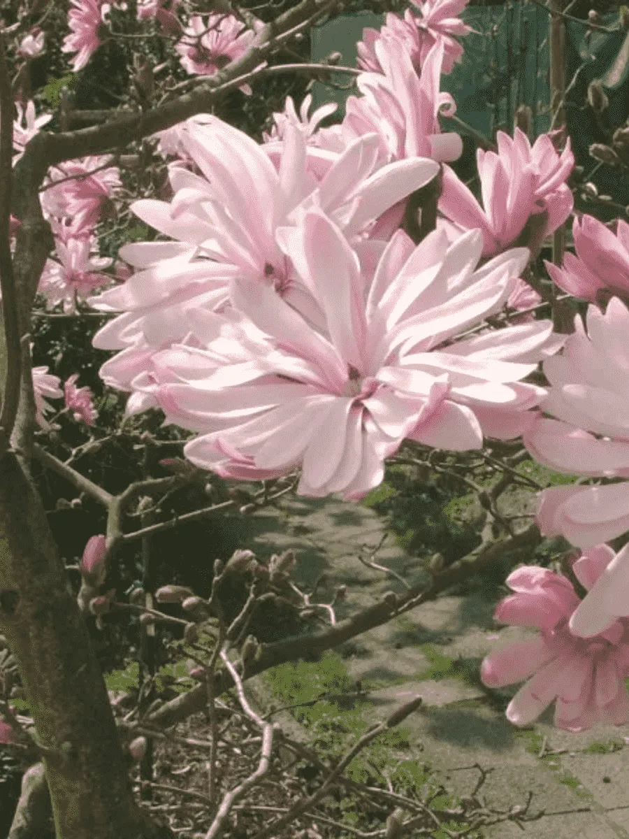 Магнолия звёздчатая Rosea