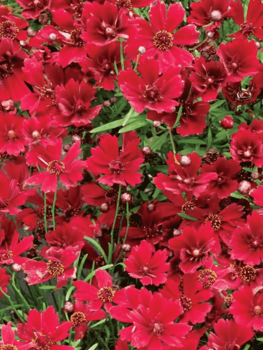 Кореопсис Cherry Pie